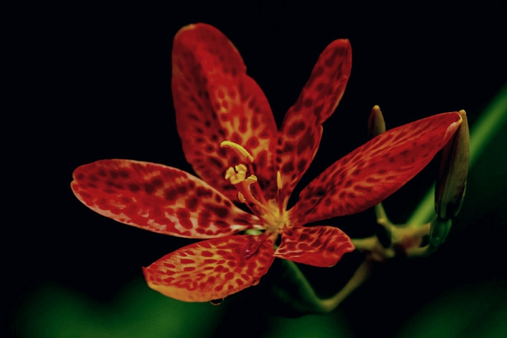 exotic flower