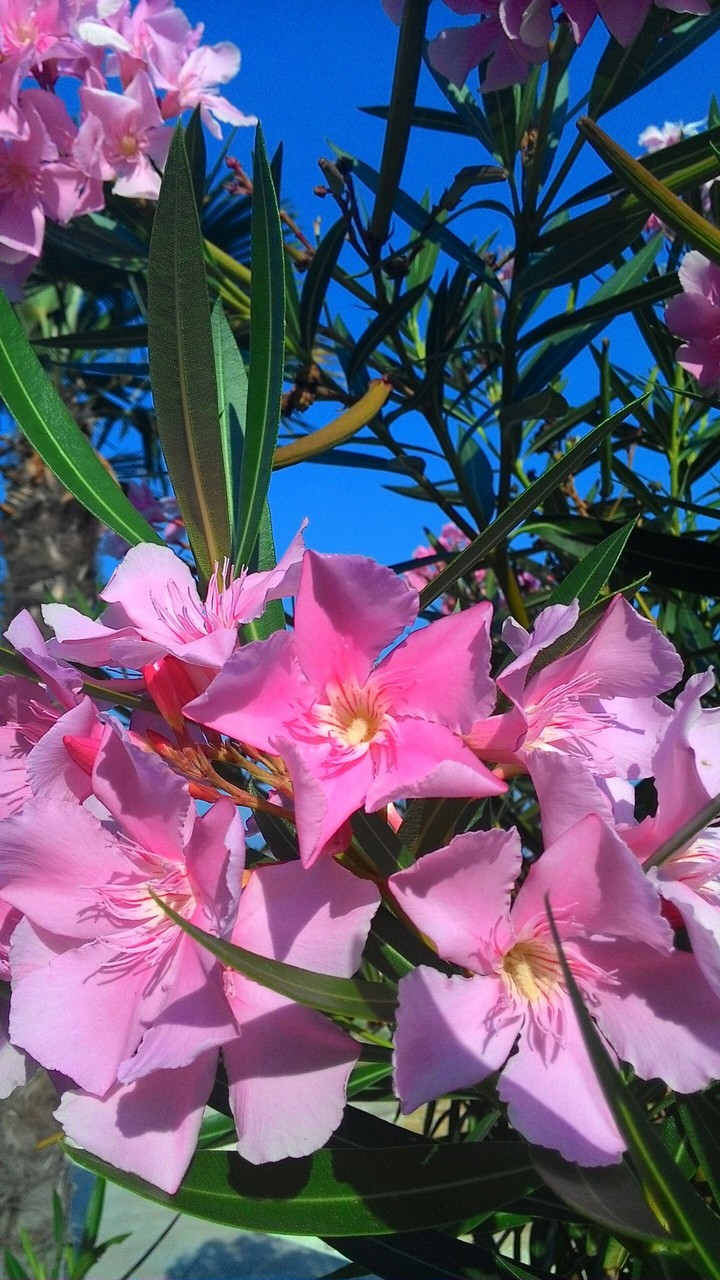 Color.flower