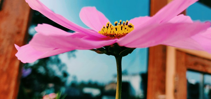 flower