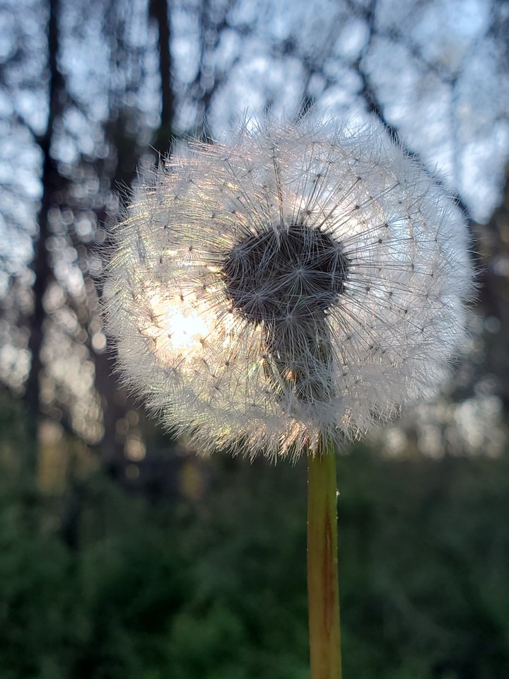 make a wish