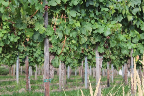 grape vines