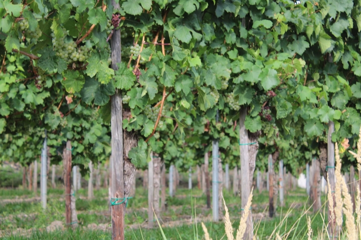 grape vines