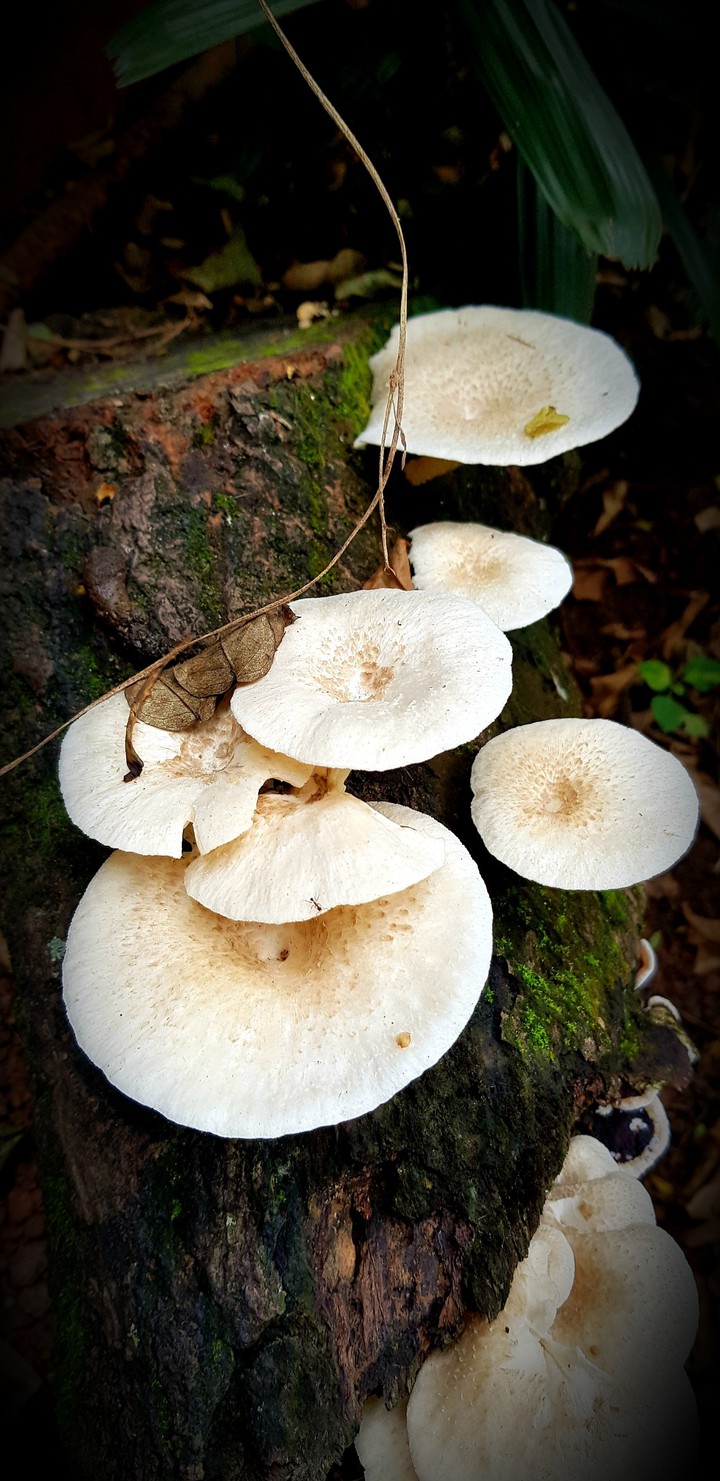 Mushroom