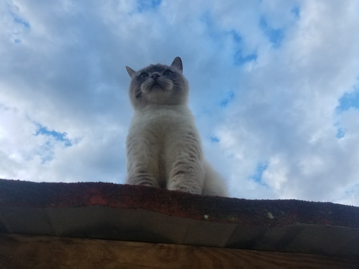en las alturas