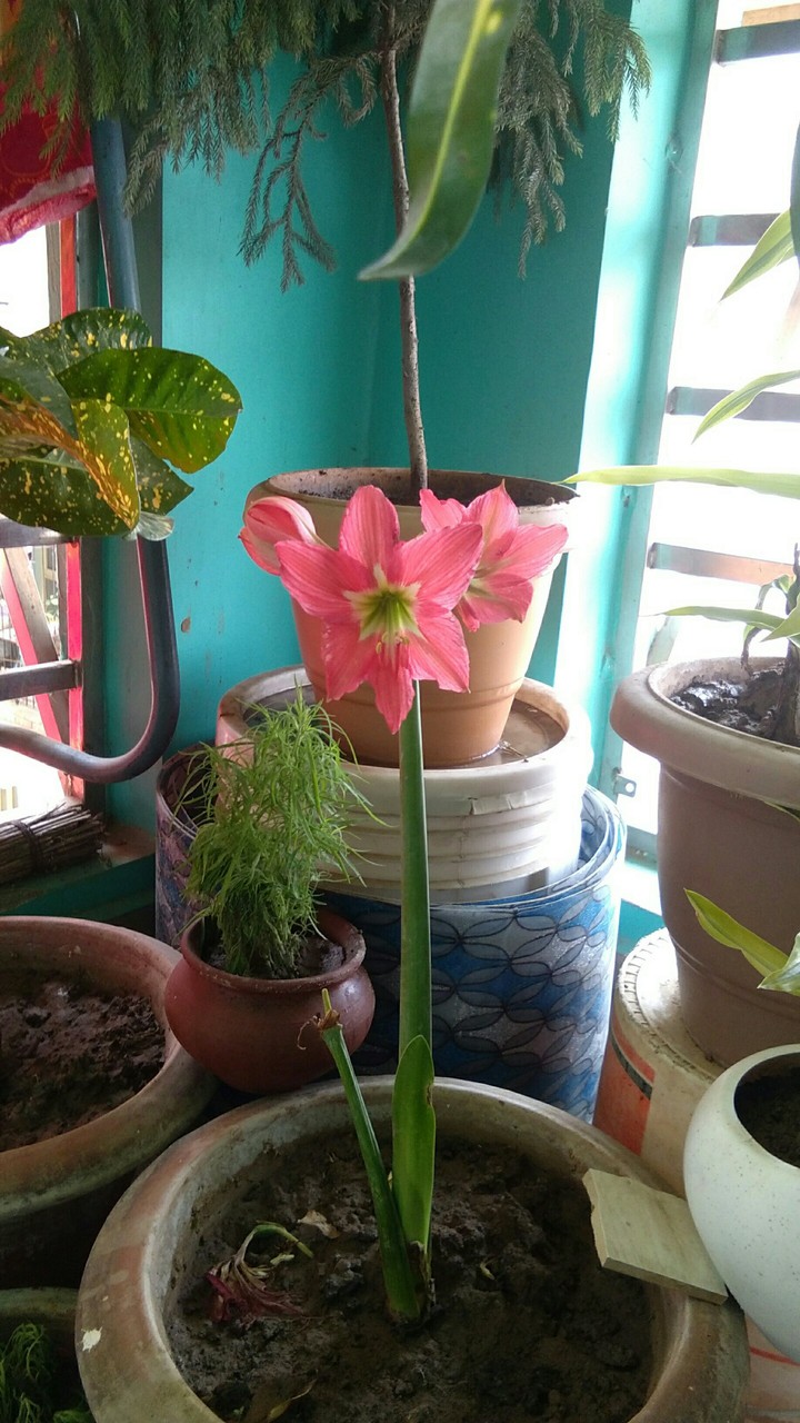 lili flower