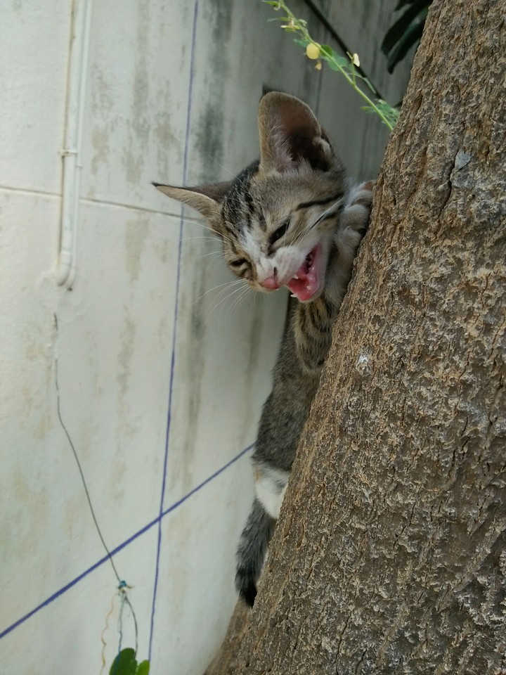 catree