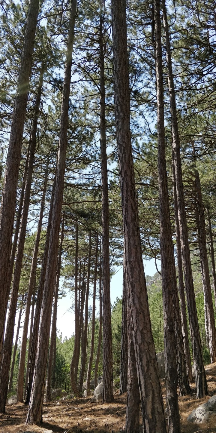 Крым. пешком на гору Ай-Петри