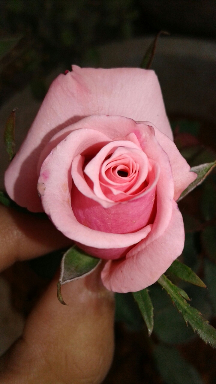 rose