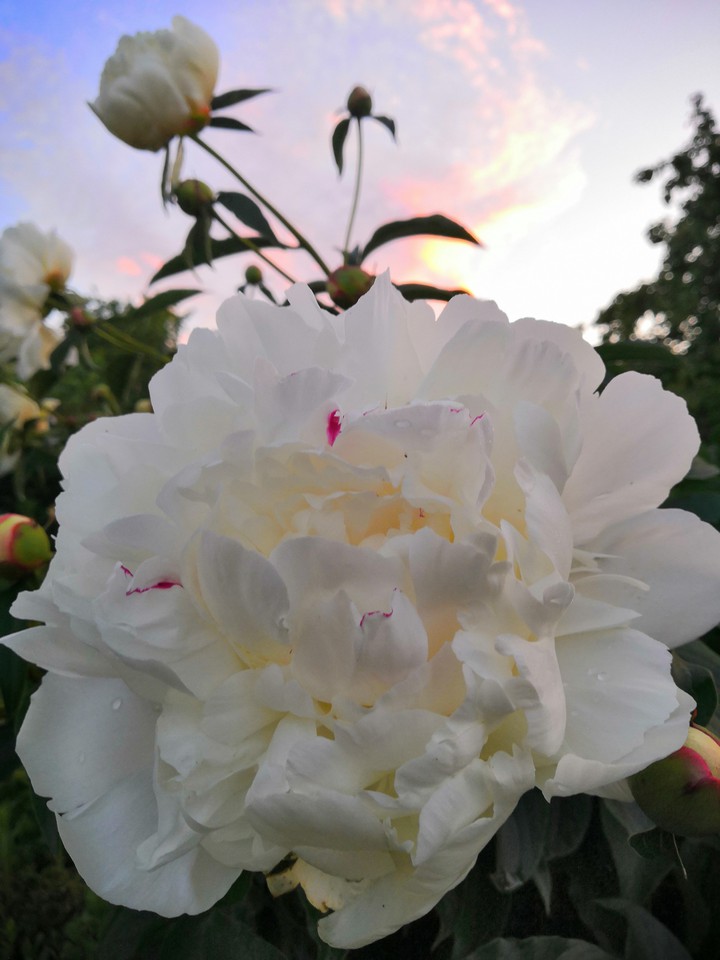 White peony on a Pink sunset