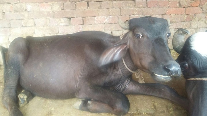 True natural animal