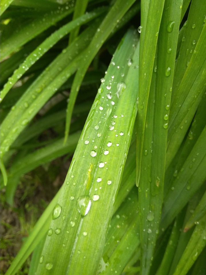 water drops