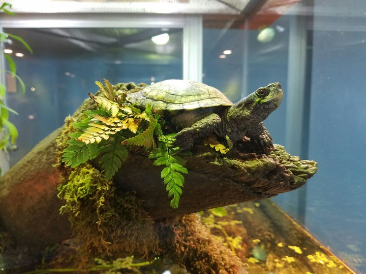 turtle