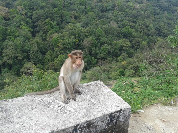 monkey snap