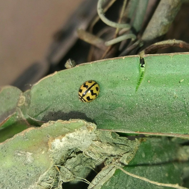 ladybird