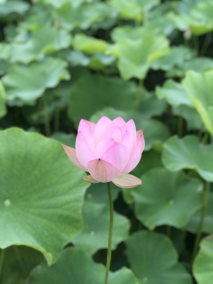 Lotus in Gyeongju