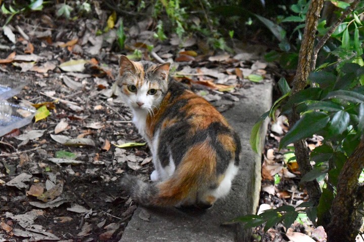 猫