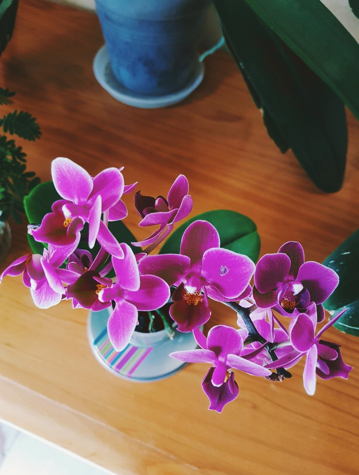 Orchidée