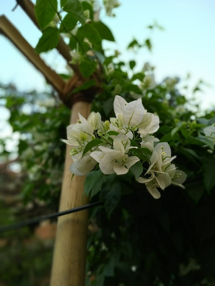 flower