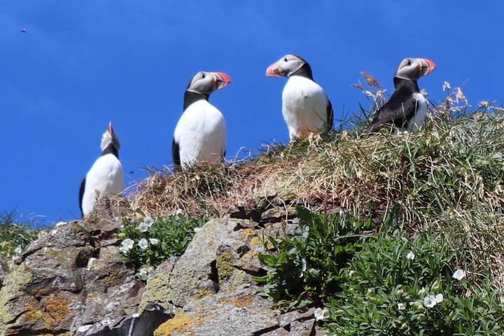 Puffins in Iceland