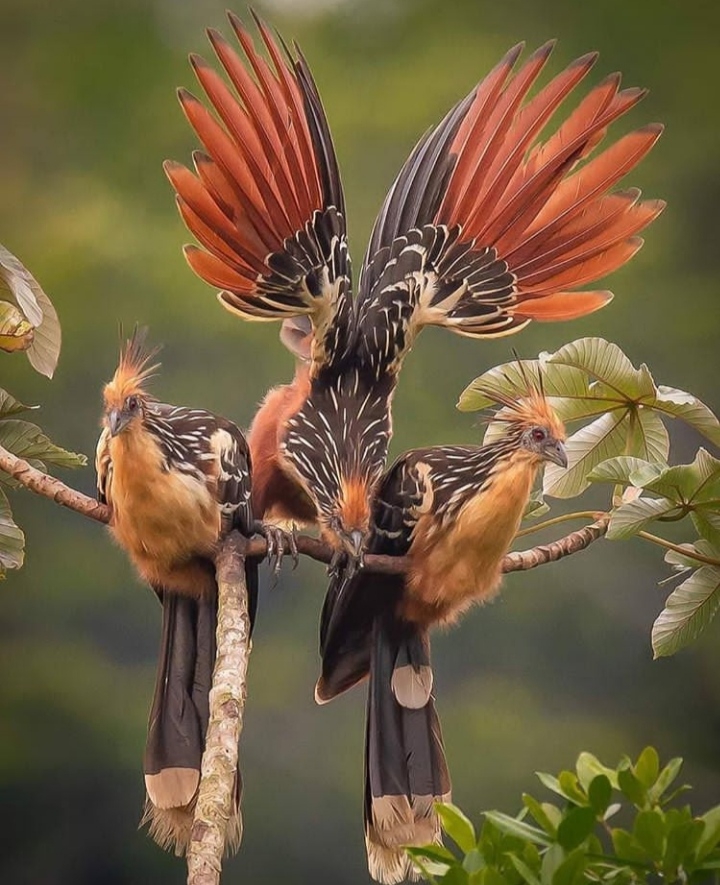 Birds