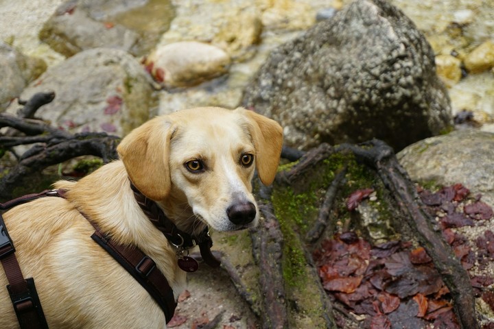 dog