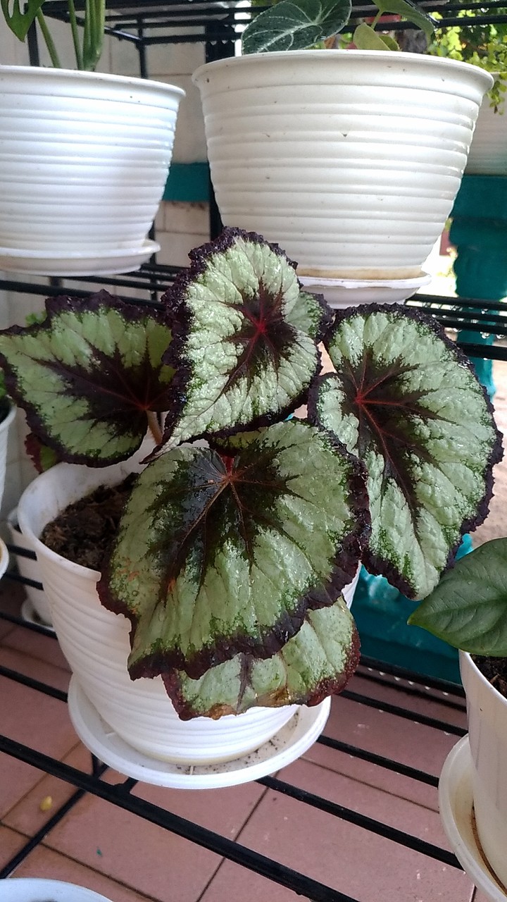 begonia
