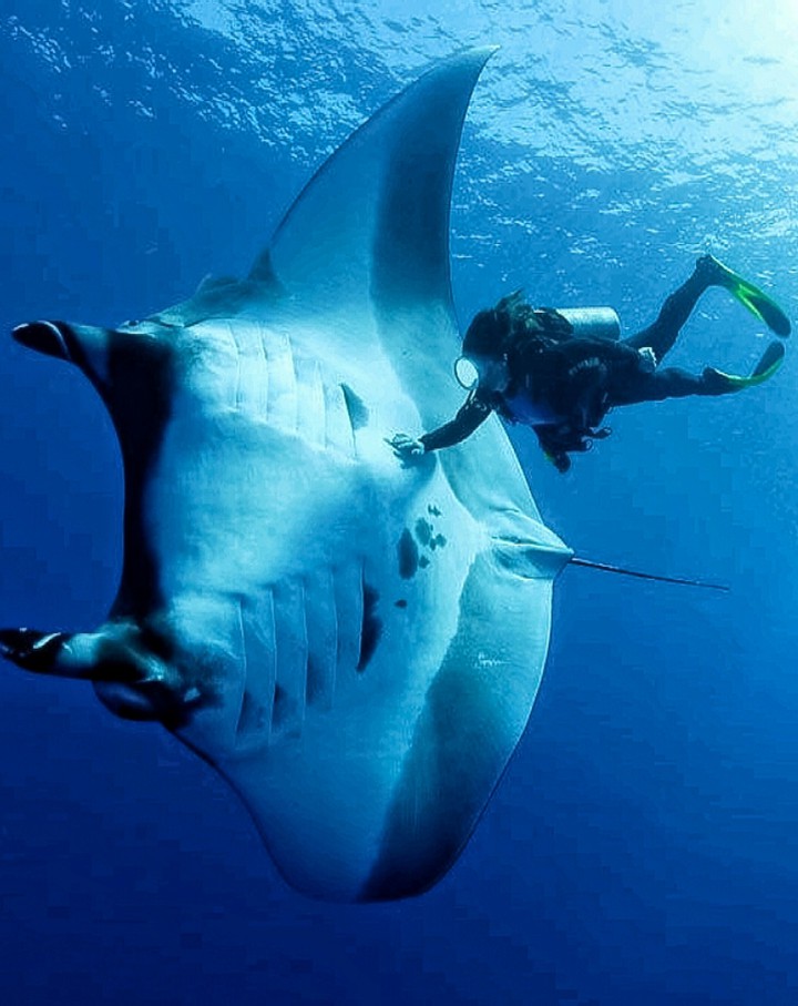 A Belly Rub for the Giant Ray