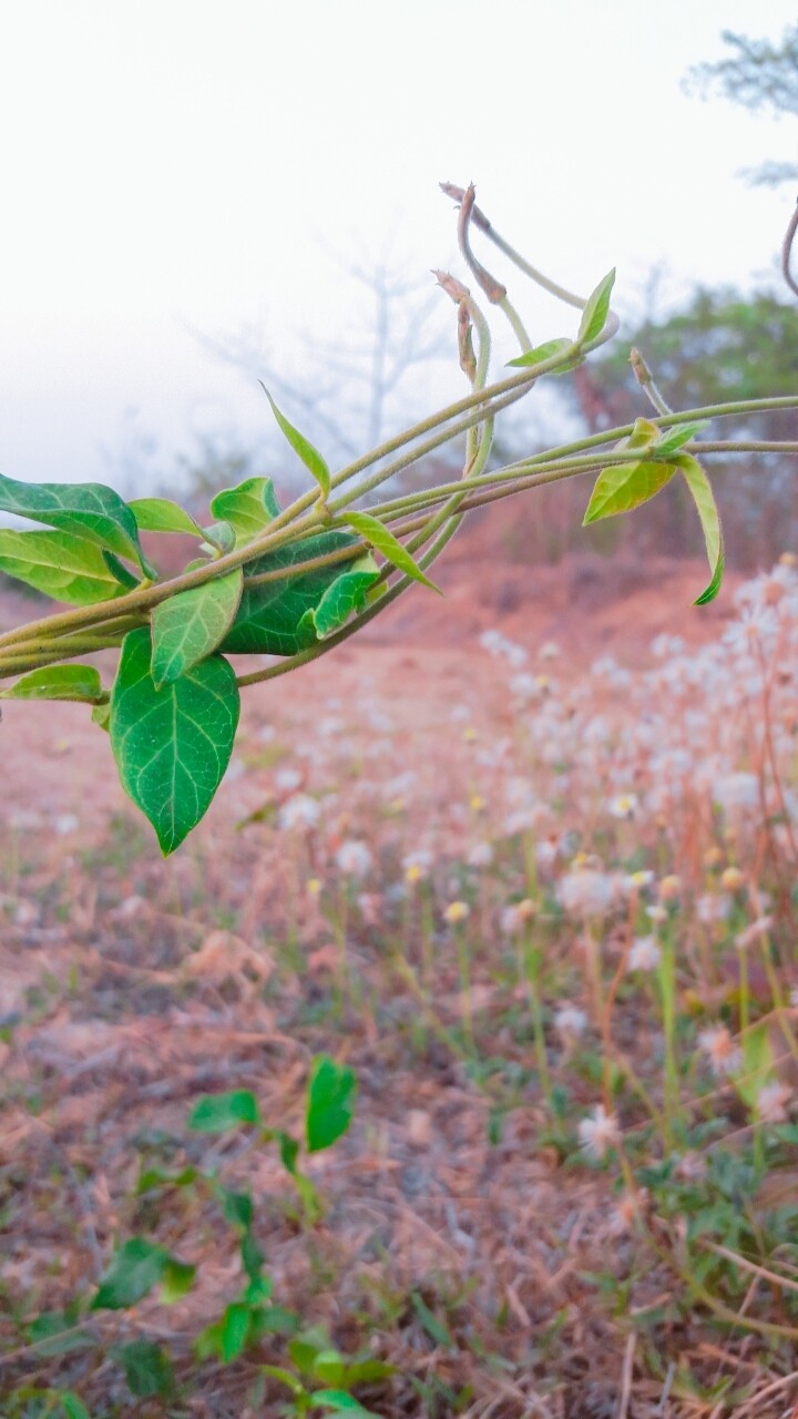 Stem