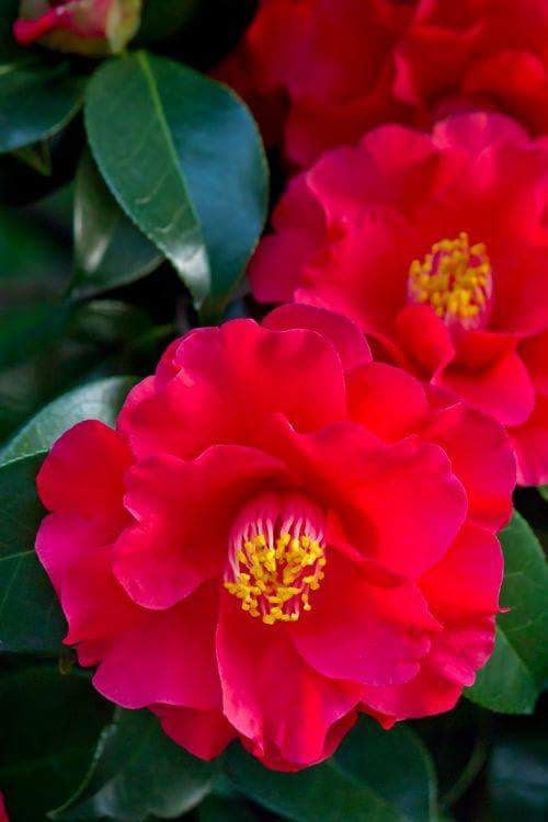 Red flowers.