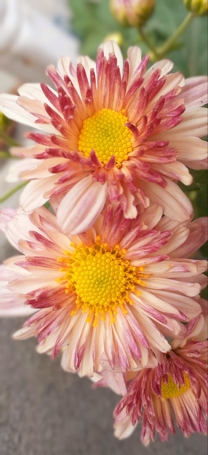blossom