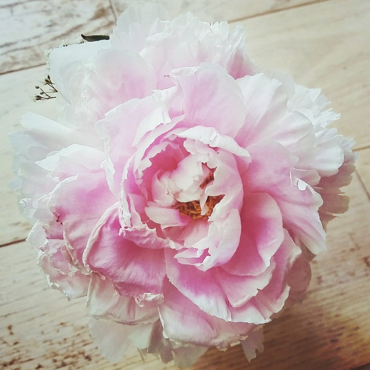 la fabuleuse pivoine