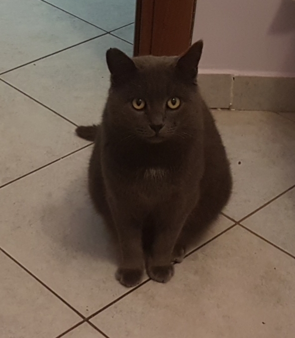 Blue Gatto