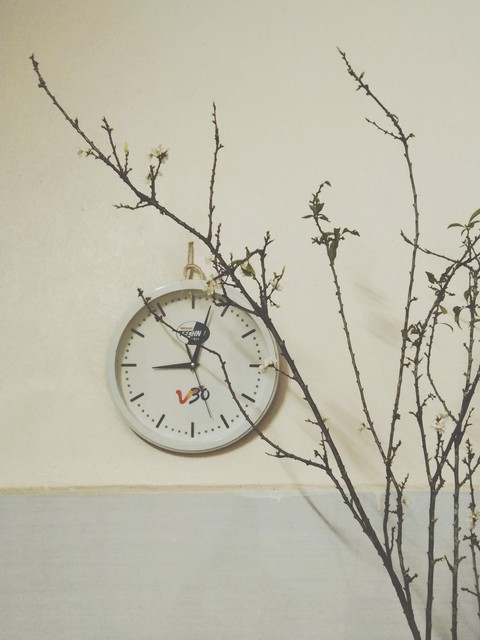 fondos de pantalla clock, plant