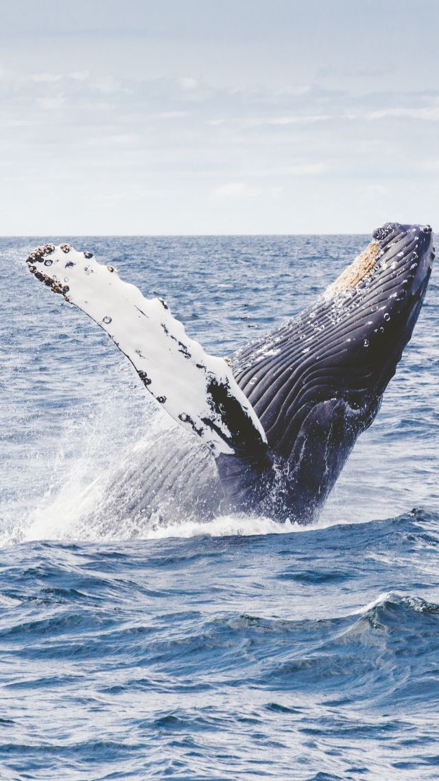 whale