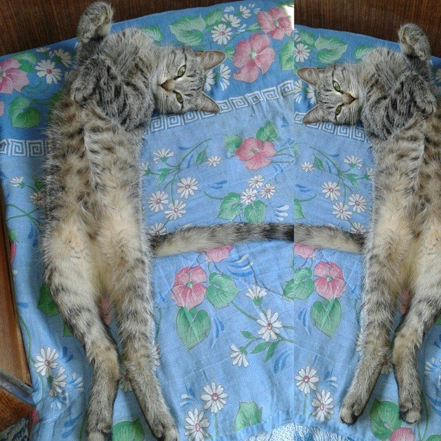 кошка
