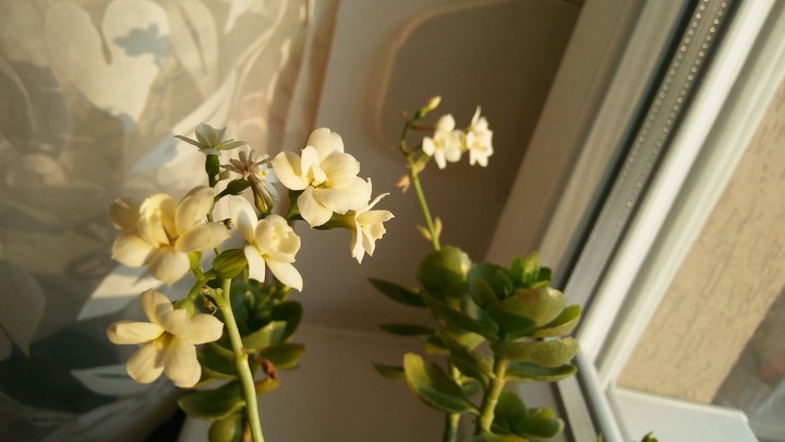 snow-white