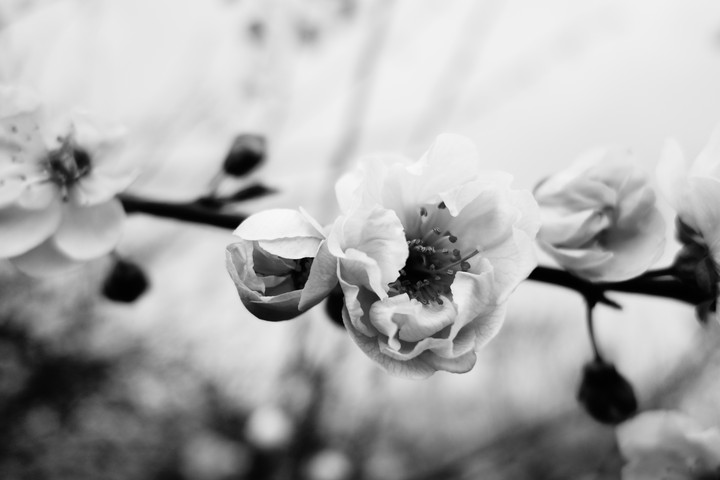 백(白)