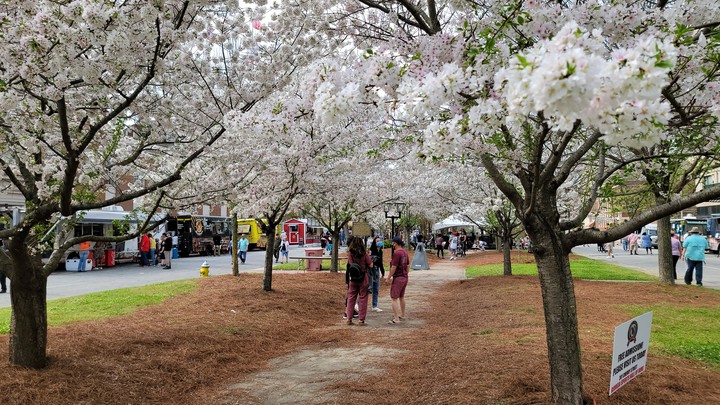 cheery blossom
