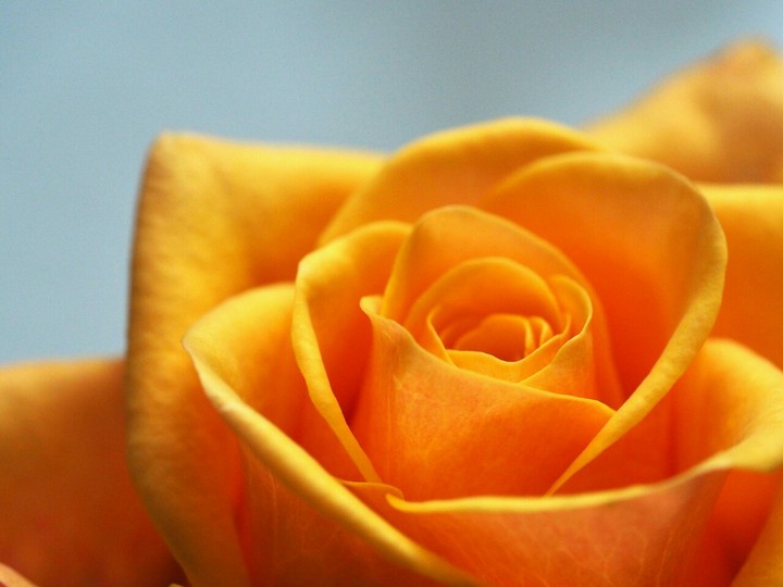 Yellow Rose