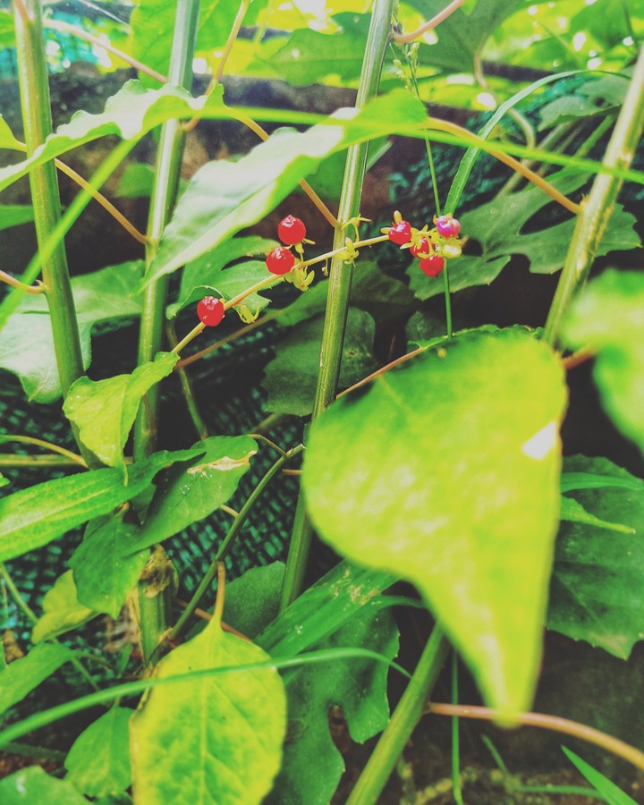 Wild Berries