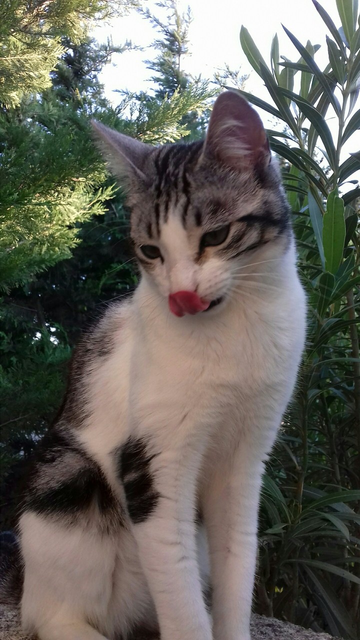 cat