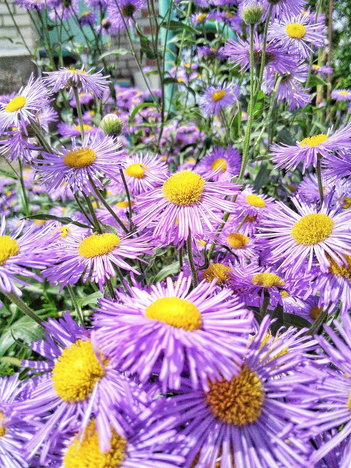 purple flowers
