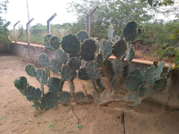 Cactus