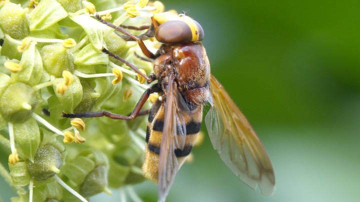 insect