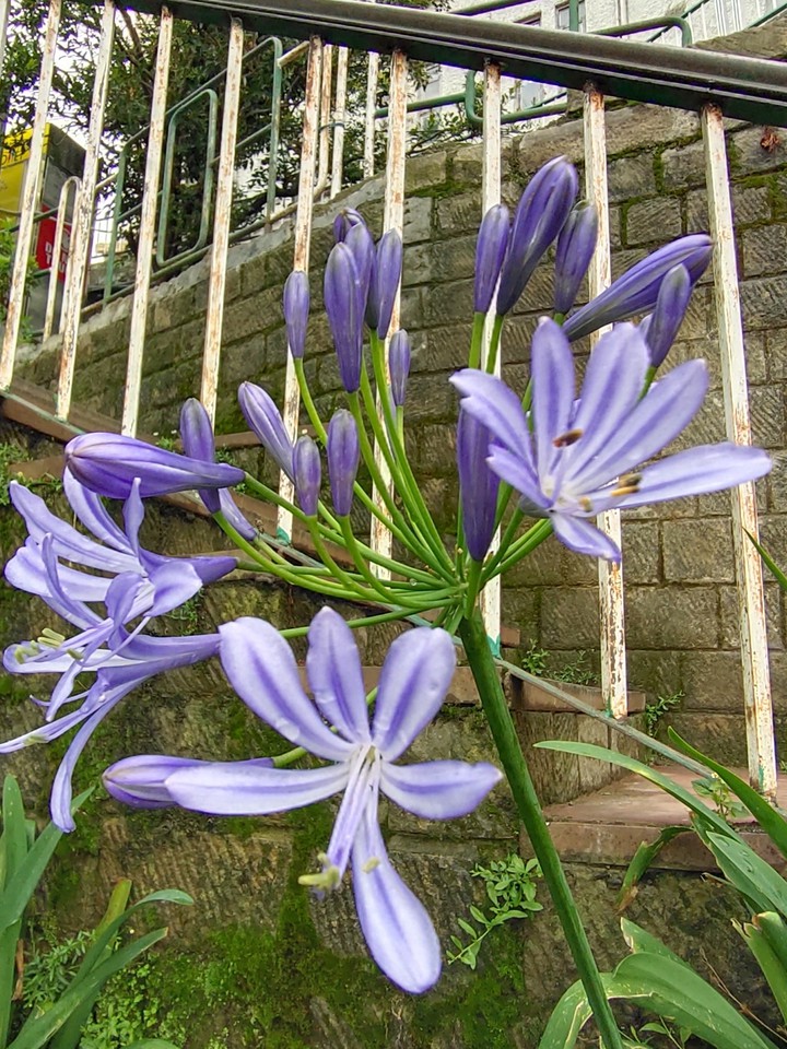 purple