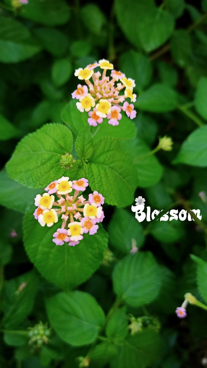 Blossom