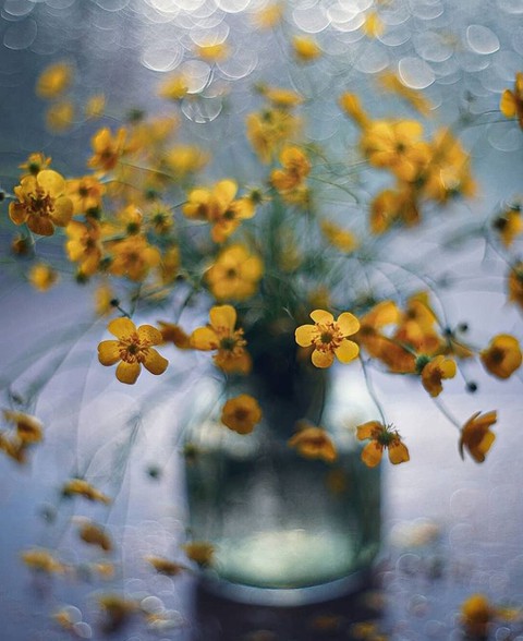 sfondi camomile, spring