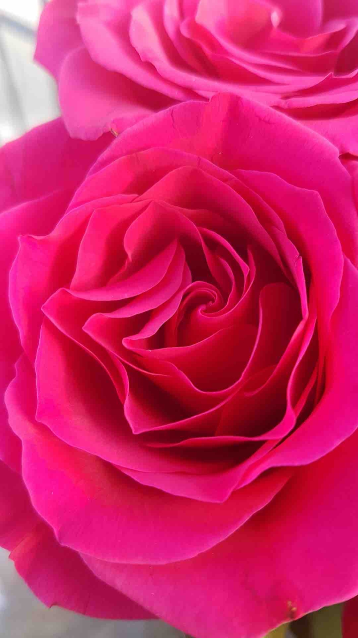 RedRose