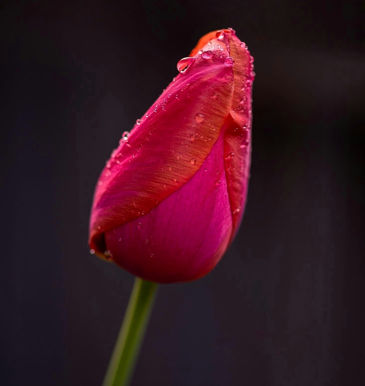 Tulip