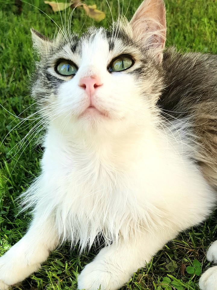 Nice cat looking at the sky